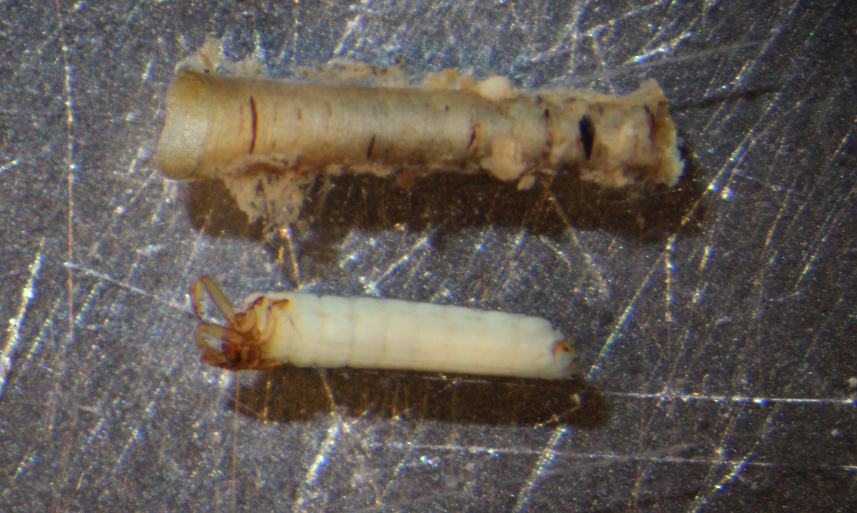 dipseudopsidae